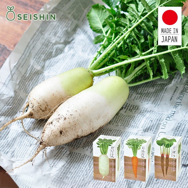 おうちで根菜栽培セット (だいこん/にんじん/ごぼう) 日本製 GD-891 聖新陶芸 SEISHIN