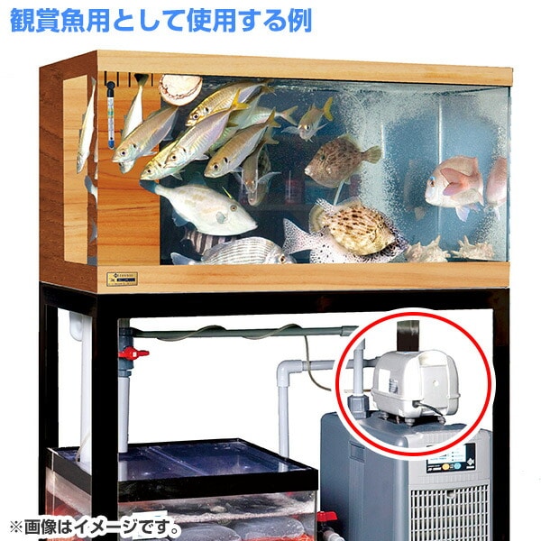 【10％オフクーポン対象】浄化水用 観賞魚用 エアーポンプ RLP-20 ゼンスイ