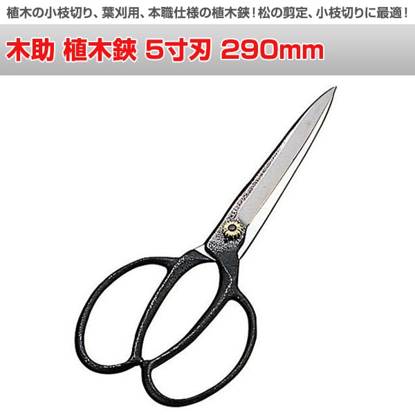 マキの木②　引取限定　大阪府 マキの木② 引取限定 大阪府