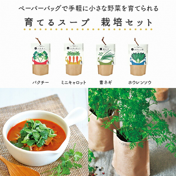育てるスープ (パクチー/ミニキャロット/青ネギ/ホウレンソウ) 栽培セット 日本製 GD-795 聖新陶芸 SEISHIN