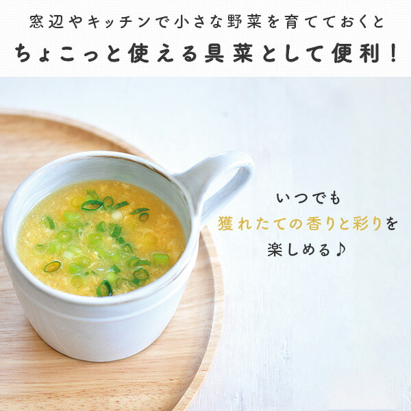 育てるスープ (パクチー/ミニキャロット/青ネギ/ホウレンソウ) 栽培セット 日本製 GD-795 聖新陶芸 SEISHIN