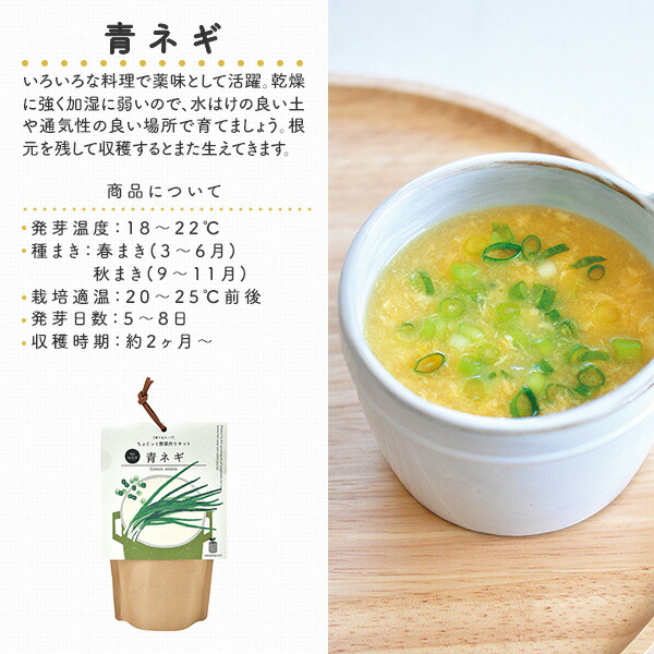 育てるスープ (パクチー/ミニキャロット/青ネギ/ホウレンソウ) 栽培セット 日本製 GD-795 聖新陶芸 SEISHIN