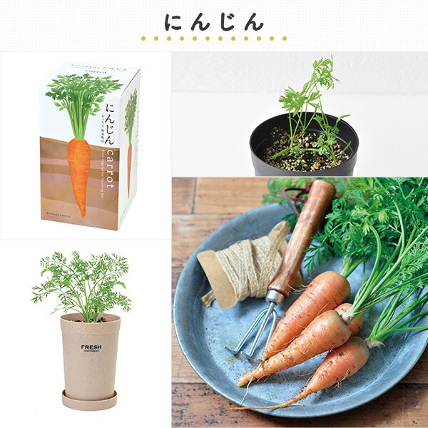 【10％オフクーポン対象】おうちで根菜栽培セット (だいこん/にんじん/ごぼう) 日本製 GD-891 聖新陶芸 SEISHIN
