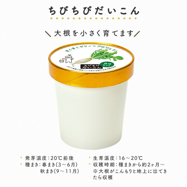 すくすく栽培セットBOX (ちびちびだいこん/ふりふりれたす) こども向け 日本製 GD-947 聖新陶芸 SEISHIN