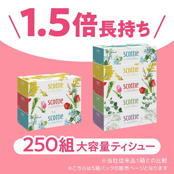 スコッティ ティッシュペーパー フラワーボックス 500枚(250組) 5箱×12パック(60箱) 日本製紙クレシア