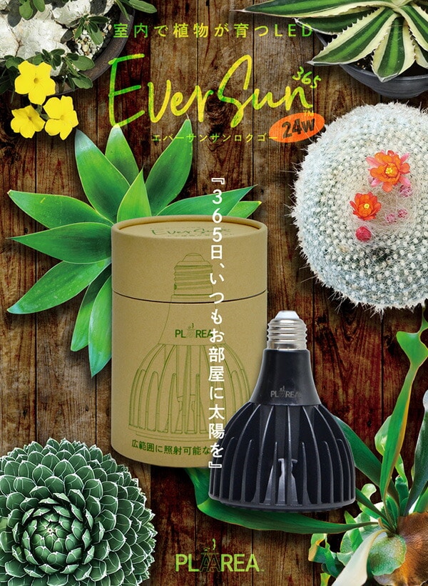 EVERSUN365 エバーサン サンロクゴー EVERSUN365 ゼンスイ【10％オフクーポン対象】