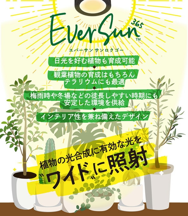 EVERSUN365 エバーサン サンロクゴー EVERSUN365 ゼンスイ【10％オフクーポン対象】