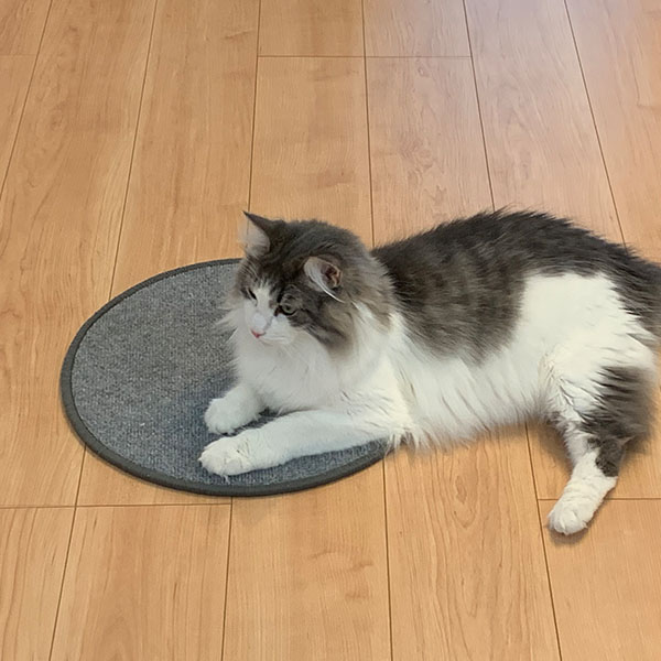 猫の爪とぎ吸着ぴたマット 40cm HKPL-BE-6090/HKPL-BR-6090 日本製 ワタナベ工業